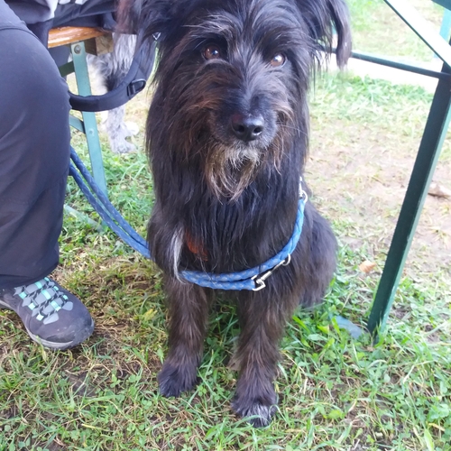 Hundetreffen 2018 im Allgäu (9)